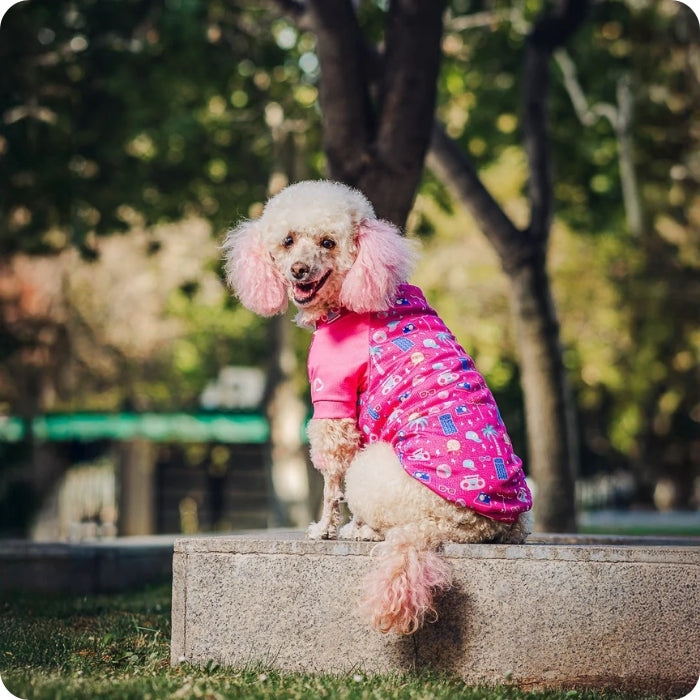 Perrita posando con polera con filtro solar ZullyPet estampado Beach Adventure