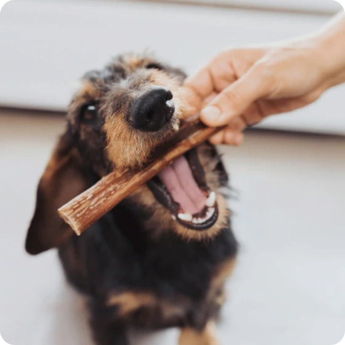 Perrito mordiendo Mordedor natural Bully Stick Winga