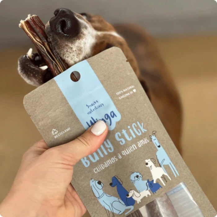 Perro recibiendo mordedor natural Bully Stick Winga