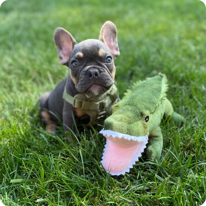 Cachorro posando junto a peluche sensorial de Tall Tails Cocodrilo con botella