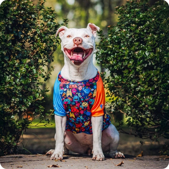 Perrita usando Polera con filtro solar ZullyPet