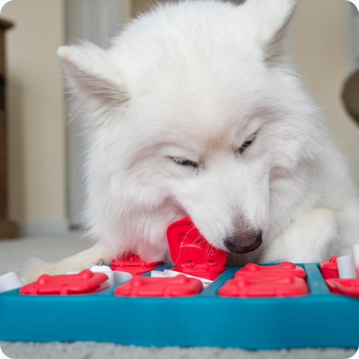 Perrito adulto usando puzzle cognitivo para perros nivel 2 Nina Ottosson