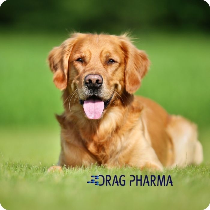 Doguivit, suplemento vitamínico para perros de Drag Pharma