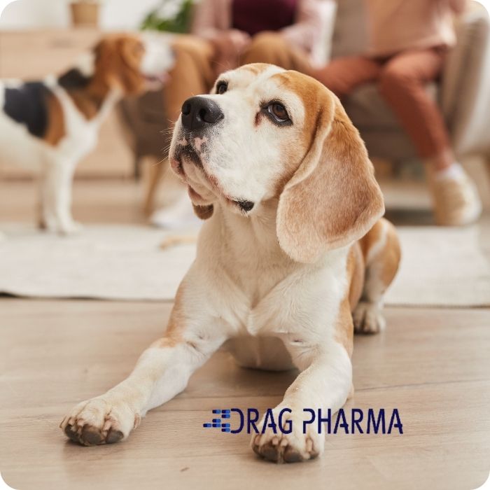 Doguivit Senior suplemento vitaminico para perros mayores de 7 años de Drag Pharma