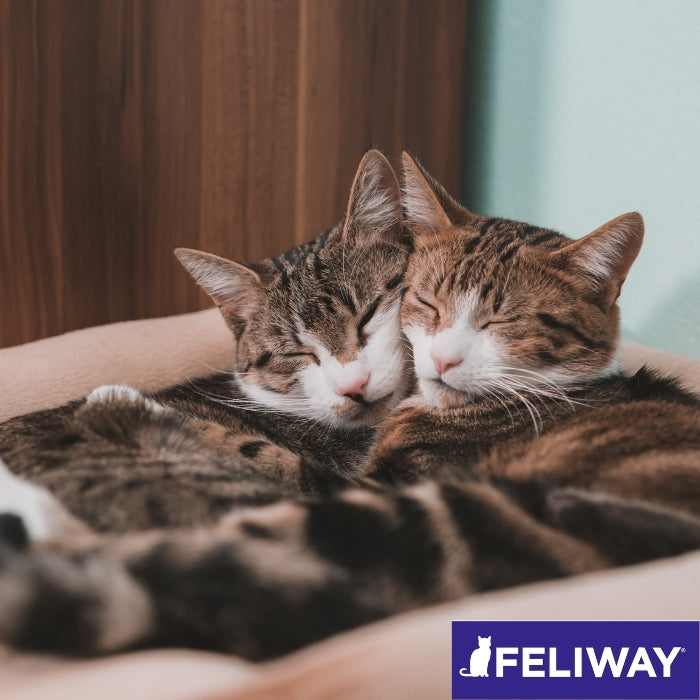 Gatos durmiendo juntos con Feliway Friends