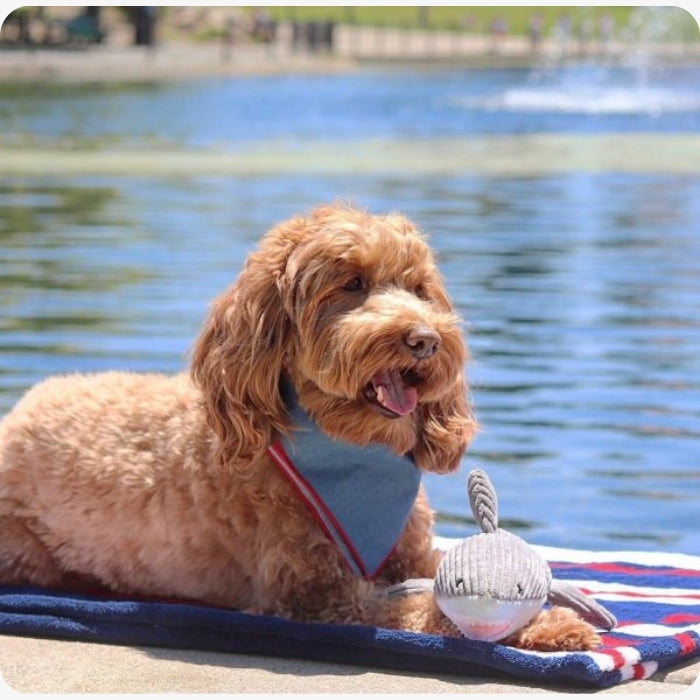 Peluche sensorial con crujido de 35 cms en uso Labradoodle