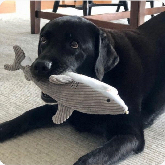 Peluche sensorial Tiburón con crujido de 35cms Tall Tails en uso con perro de talla mediana Labrador adulto