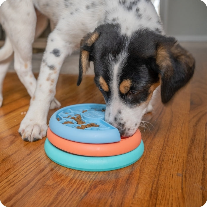 Puzzle Puppy Lickin' layers nivel 2 Nina Ottosson en uso con perro de talla pequeña