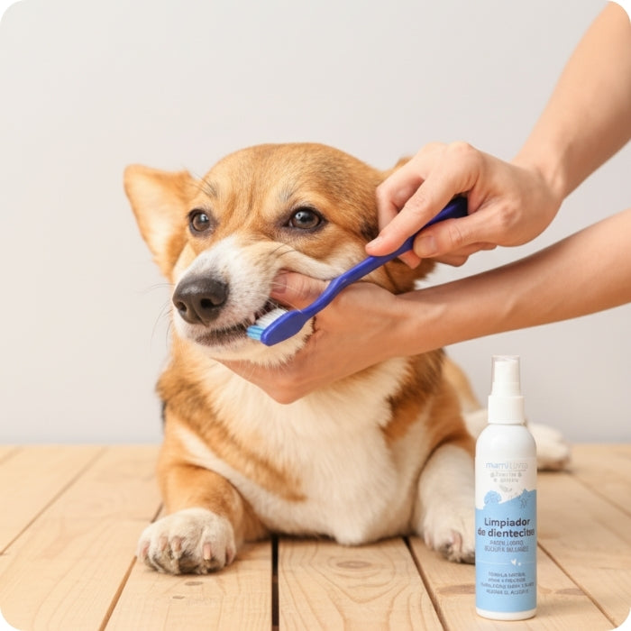 Limpiador de dientecitos para perros y gatos mamitierra en uso