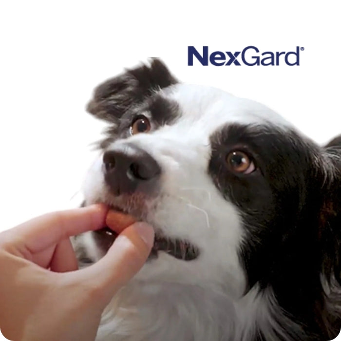 Nexgard para perros tableta masticable