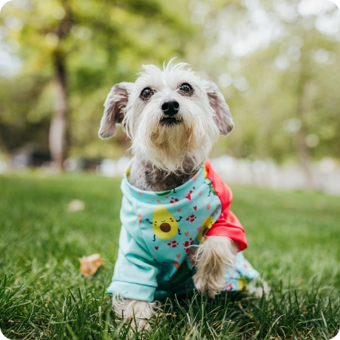 Perrito usando polera palta lovers con filtro UV ZullyPet