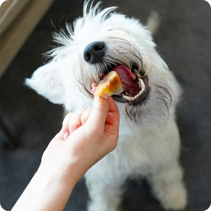 Perrito comiendo mordedor natural casquito de cerdo Barker