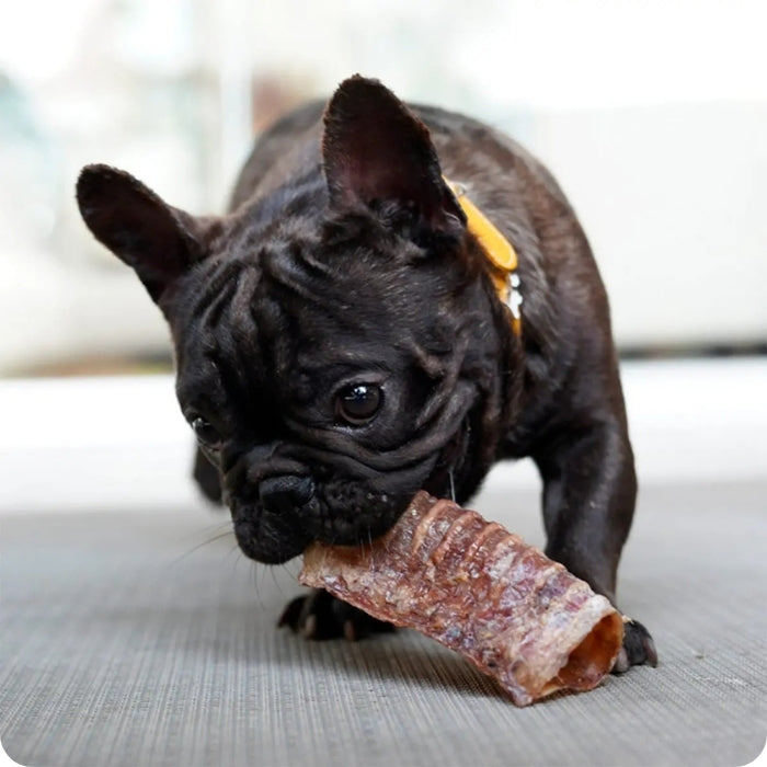 Perrito comiendo mordedor natural Traquea de Vacuno Barker