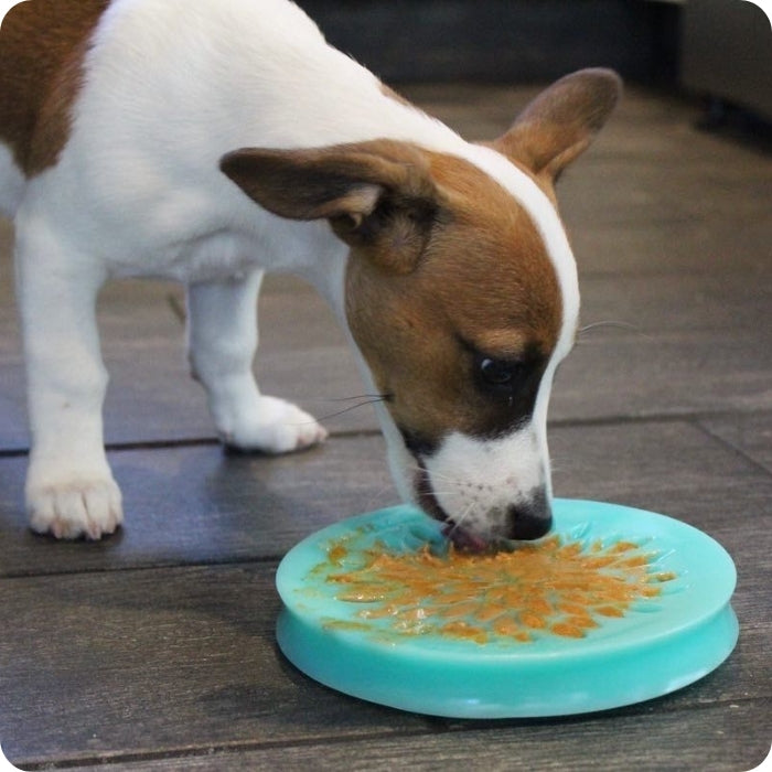 Perrito usando plato langueteable para perros y gatos Lickable Reward Dish de Tall Tails