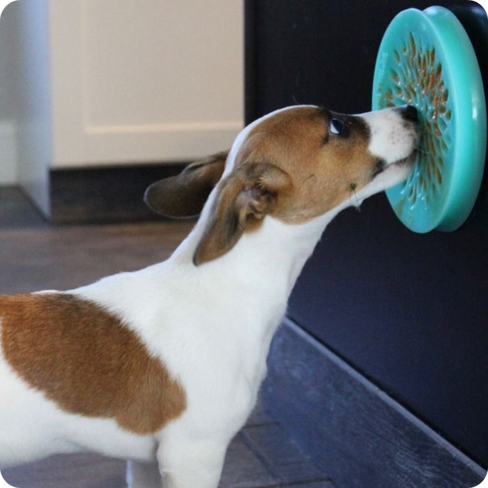 Perrito usando plato langueteable para perros y gatos Lickable Reward Dish de Tall Tails en la pared