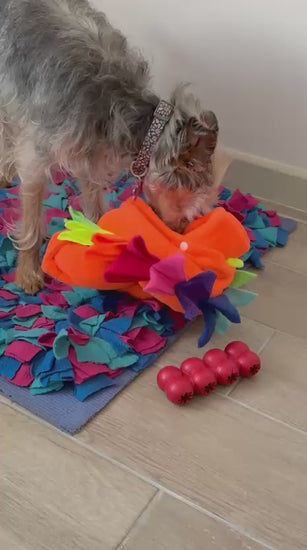 Perrito jugando con Drako de Jao toys anudado