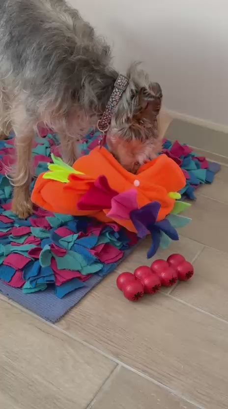 Perrito jugando con Drako de Jao toys anudado