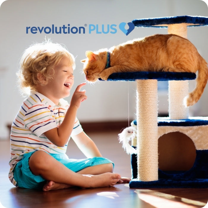 Revolution Plus seguridad para tu gato y tu familia