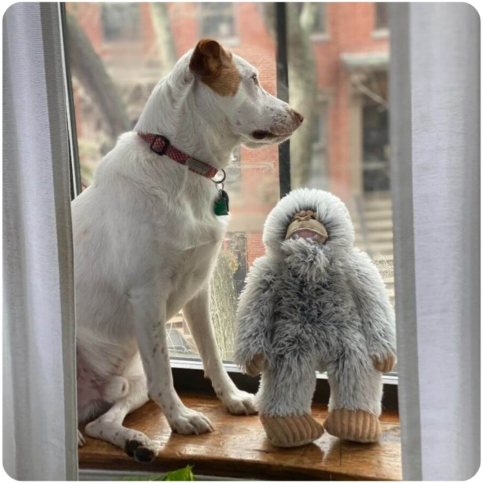 Jack Rusell Terrier con peluche sensorial Yeti Tall Tails