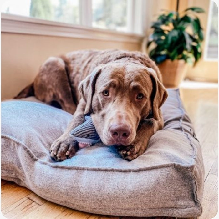 Tiburon con sonido de crujido peluche sensorial tall tails en uso perro talla mediana