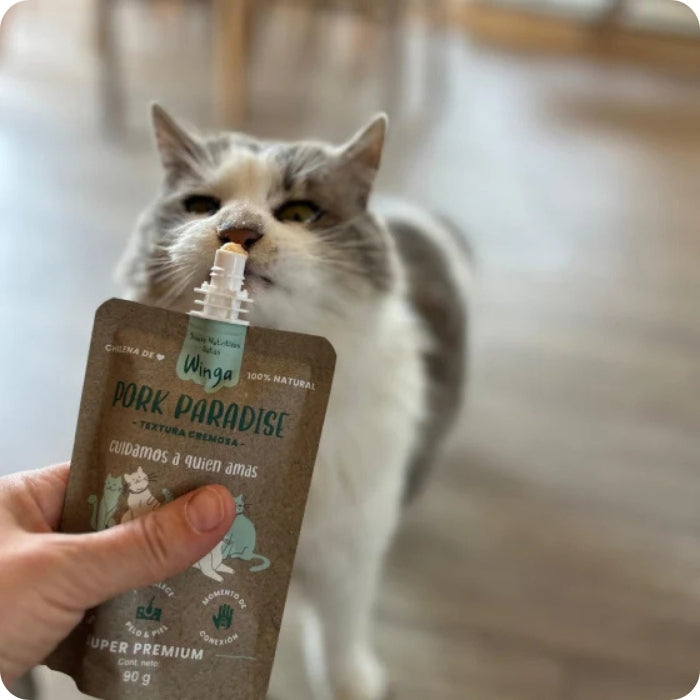Gatito comiendo snack untable para gatos natural Winga Pork Paradise