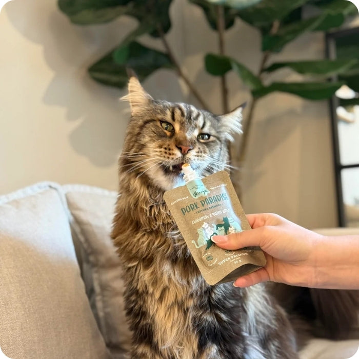 Gato comiendo snack untable para gatos natural Winga Pork Paradise